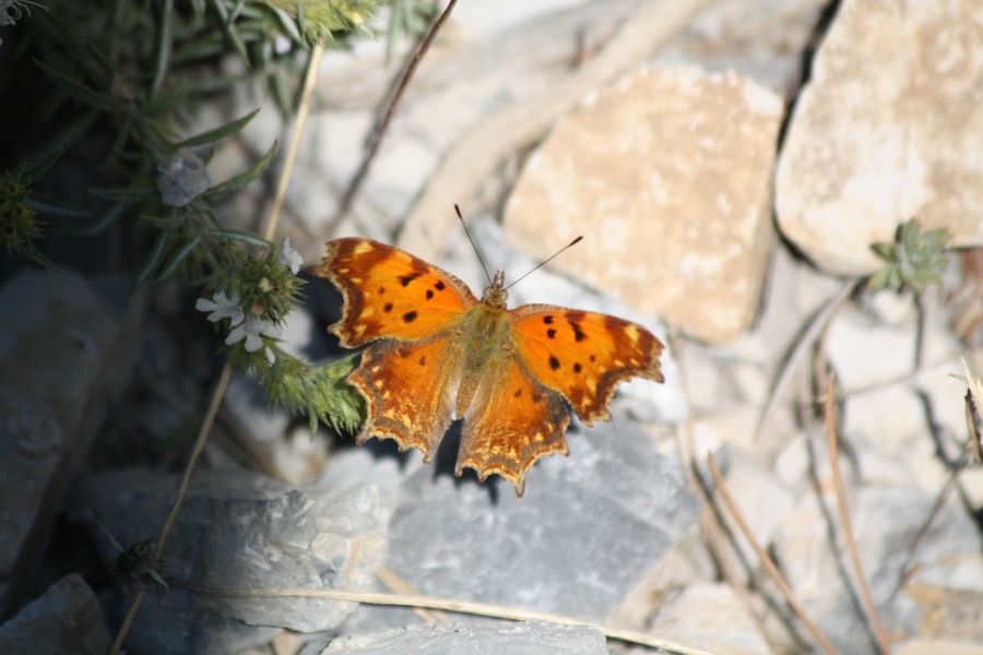 Polygonia  egea  o c-album?